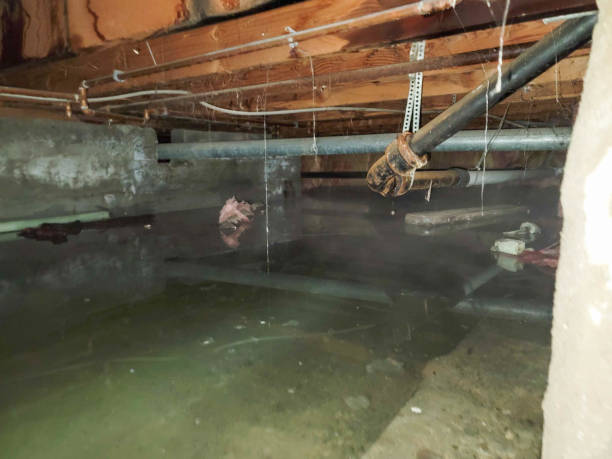 Best Mold removal after water damage  in Spring Hill, TN
