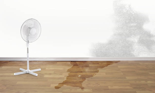 Best Professional water damage repair  in Spring Hill, TN